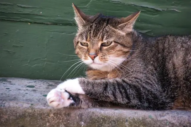 Какой пример повелительного приговора?