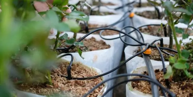 Стоит ли срезать гладиолусы?