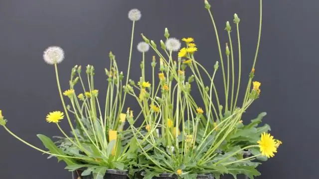 Как выглядят новые пальмовые листья?