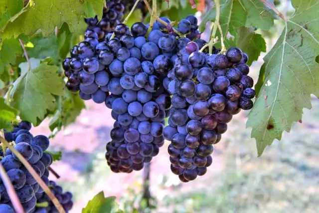 Как крестовые походы изменили средневековую Европу?