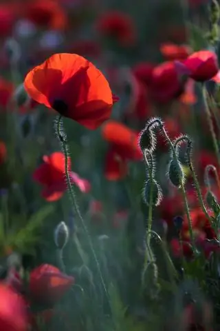 Что находится в контейнере тайника?