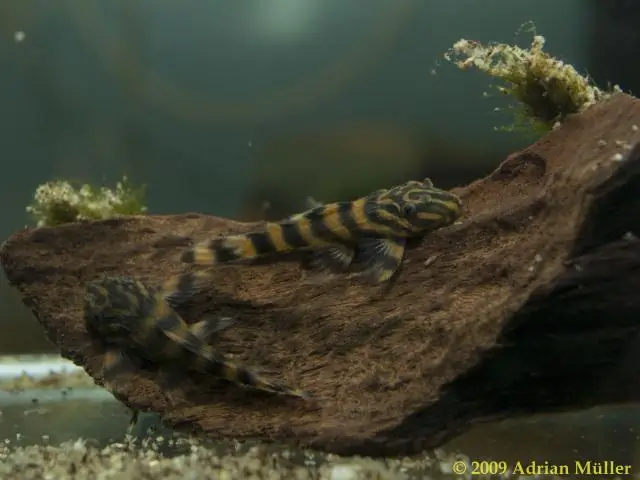 Датц дружелюбен к собакам?