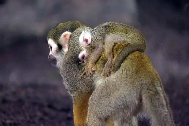 Какой президент родился в декабре?