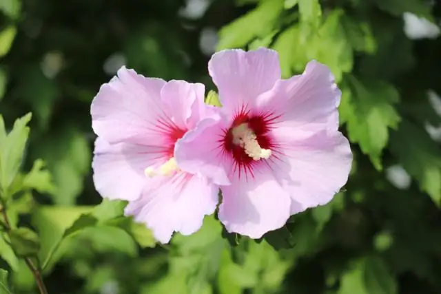 Когда можно пересаживать гибискус?