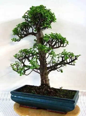 Какое удобрение для гибискуса хорошее?