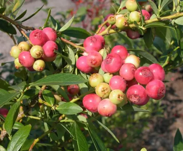 Черника Pink Lemonade самоопыляется?