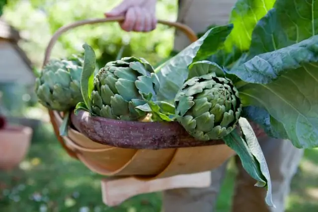 Как часто цветет лилия вуду?