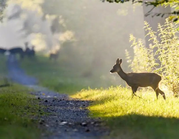 Что является темой припева?