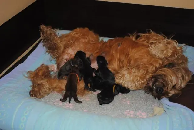 Как долго черенки фуксии укореняются?