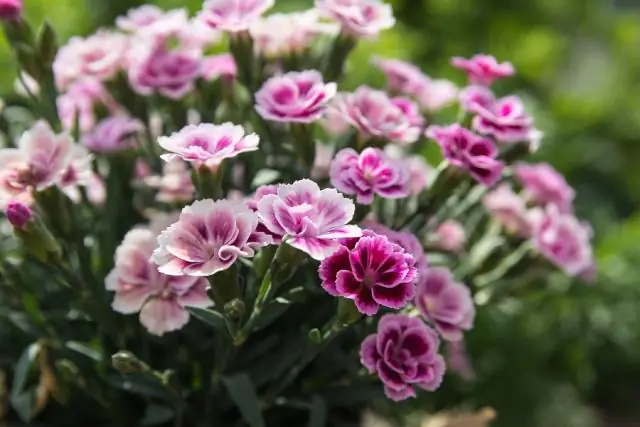 Что особенного в мае месяце?