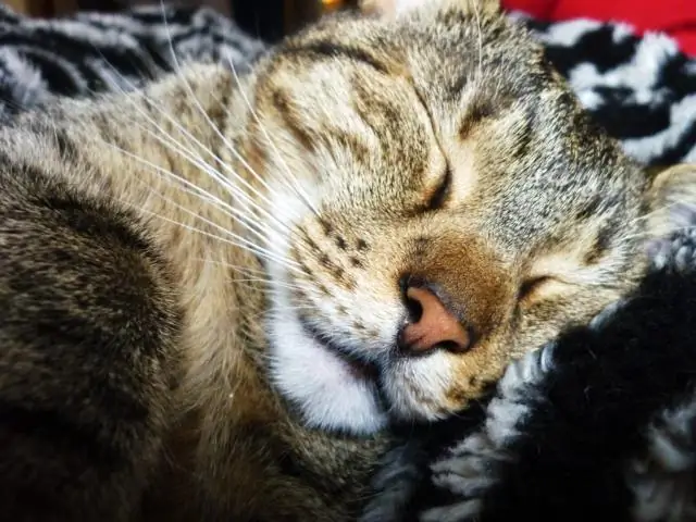 Сколько праздников отмечают в США?