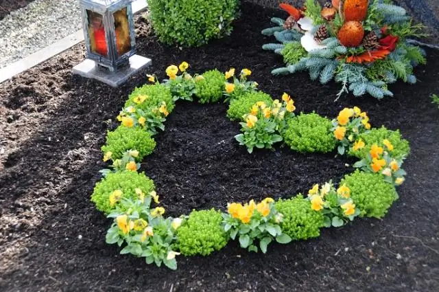 Кусты черники остаются зелеными круглый год?