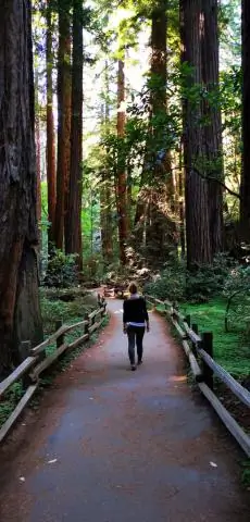 Как далеко Мьюир Бич от Мьюир Вудс?