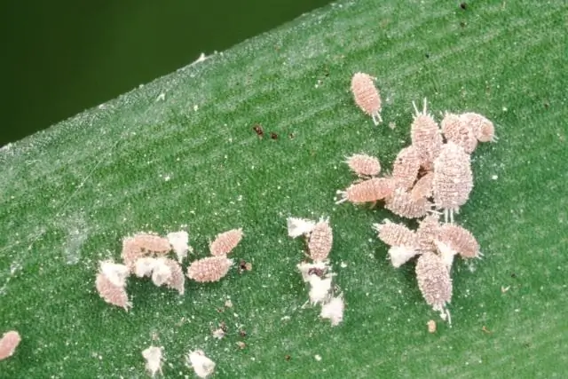 Какие растения обитают в Эверглейдс?