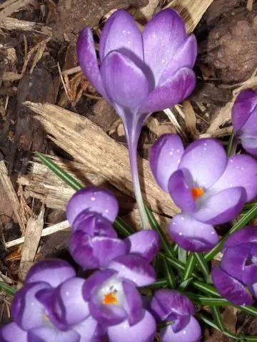 Что означает желтый тюльпан?