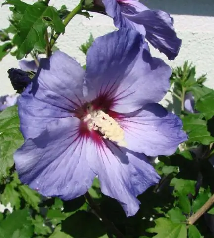 Когда нужно пересаживать гибискус?