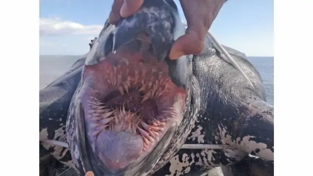 Есть ли у мухоловок Венеры рты?