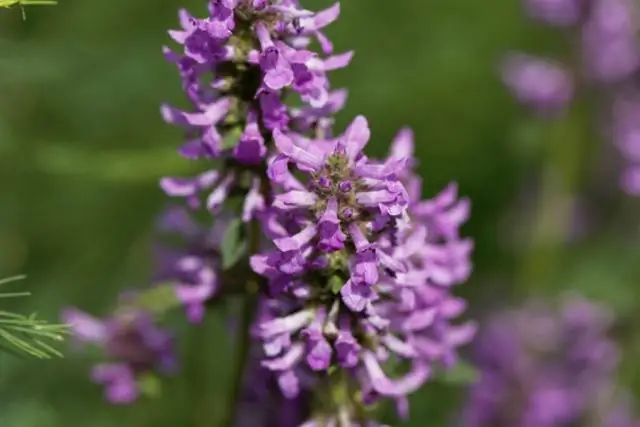 Насколько глубоко вы сажаете семена Venus Fly Trap?