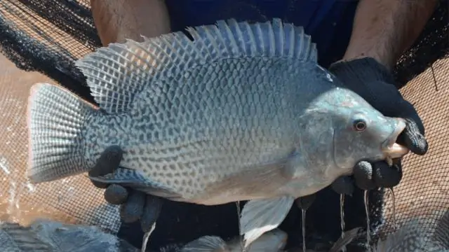 Подходит ли тилапия донной кормушкой?