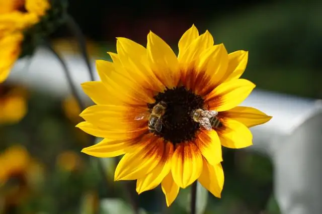 Какой цветок на 70-летие?