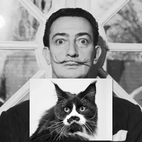 Какой кот был у Сальвадора Дали?