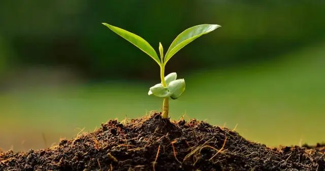 Где растет черника низкорослая?