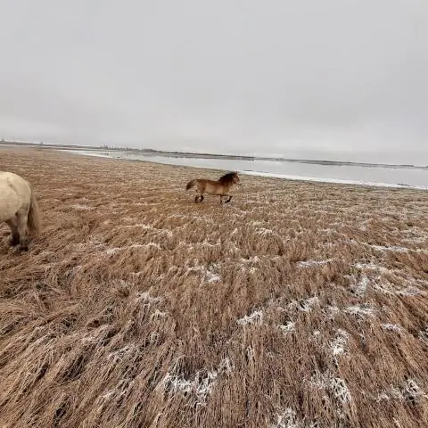 Из какой части Африки пришли люди Галла?