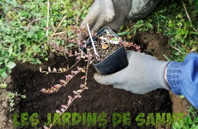 Как укоренить черенки рипсалиса?