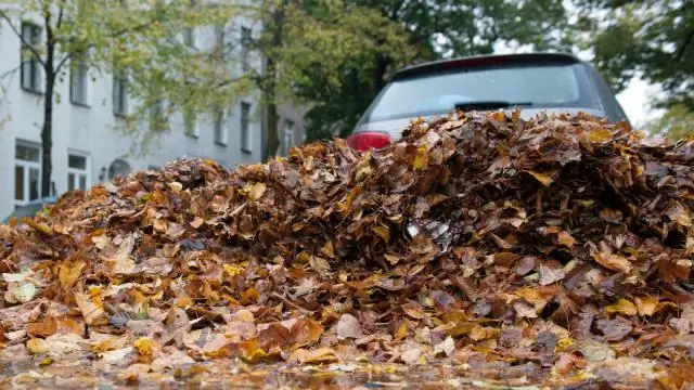 Кто отвечает за борьбу с вредителями, арендатор или домовладелец?