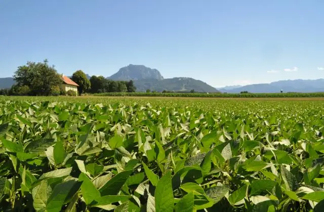 Что выгоднее: кукуруза или соя?