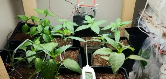 Можно ли выращивать олеандр в помещении?