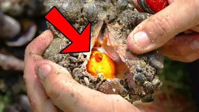 Что сделали Круглоголовые?