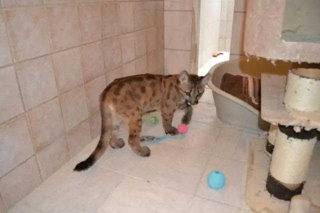 Законна ли аренда домашних животных в Колорадо?