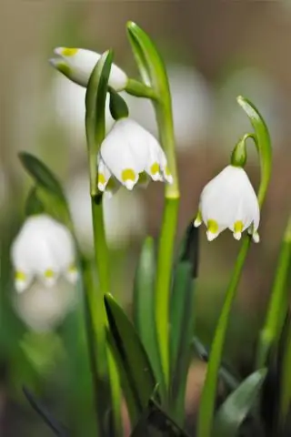 Что было до МСФО?