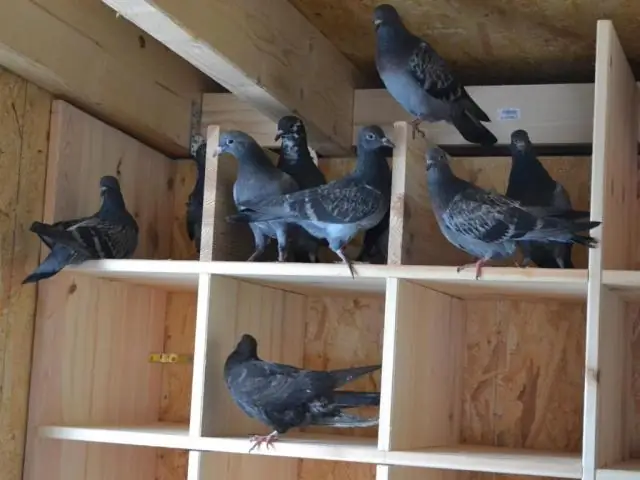 Нужна ли домовладельцам причина для выселения?