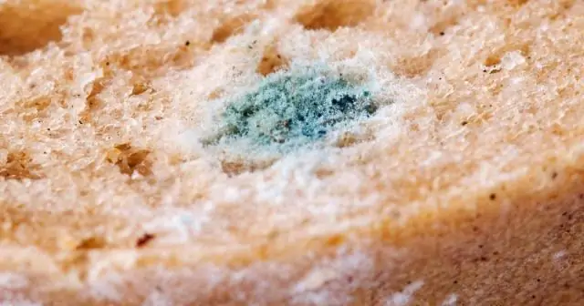 Вы должны раскрывать плесень при продаже дома?