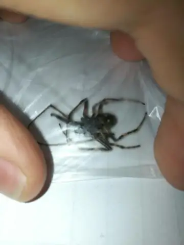 Что такое inkFrog eBay?