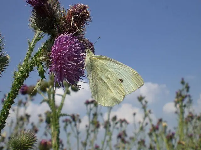 Что любят сипухи?