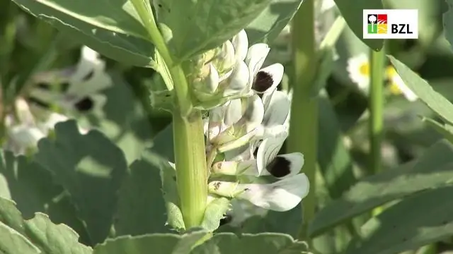 Стоит ли перепродажа таймшеров?