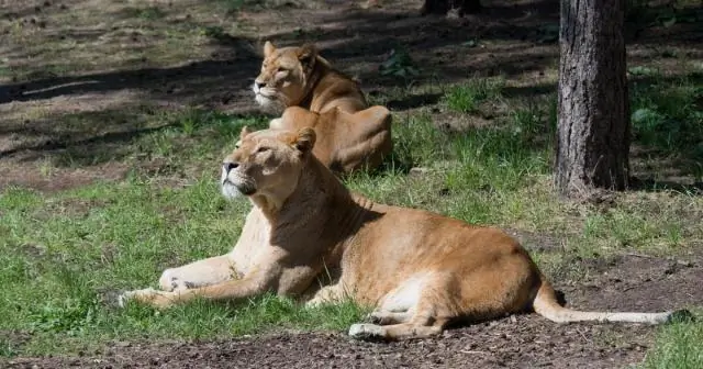 Можете ли вы иметь сразу две аренды?