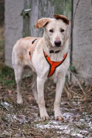 Как мне принести удачу в свой новый дом?