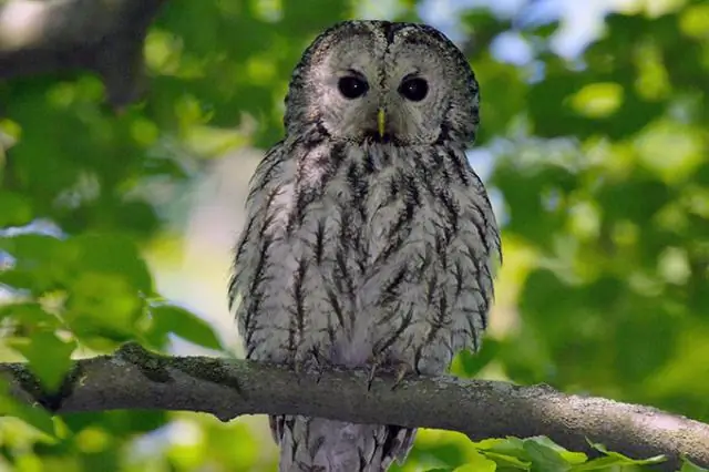 Что входит в экзамен по недвижимости в Калифорнии?