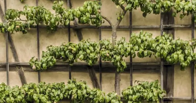 Как выбрать агента покупателя?