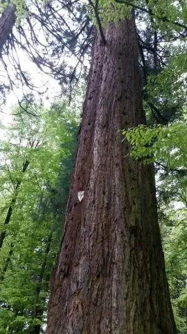 Есть ли в Кармеле секвойи?