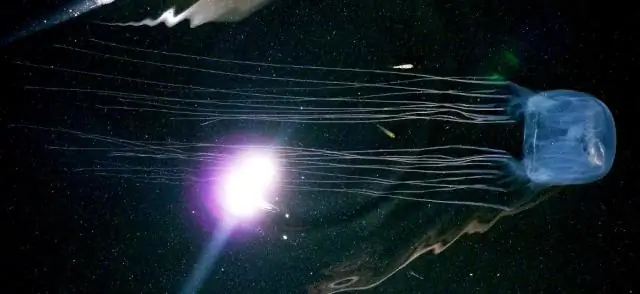 Каков уровень урбанизации Австралии?