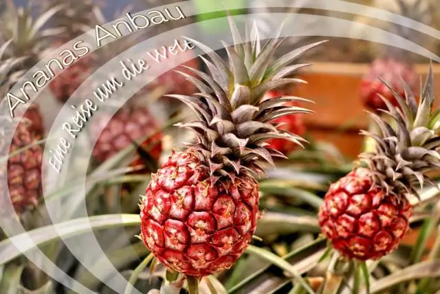 Ананасы выращивают на Оаху?