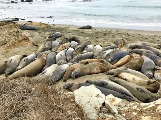 Где морские слоны в Сан-Симеоне?