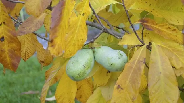 Какие животные живут в регионе Среднего Запада?