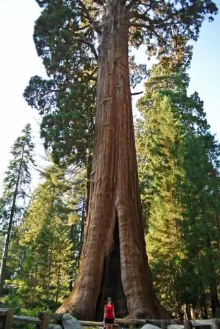 Почему Секвойя - это национальный парк?