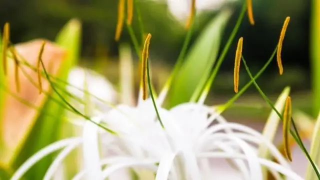 Какие ошибки есть в Орегоне?